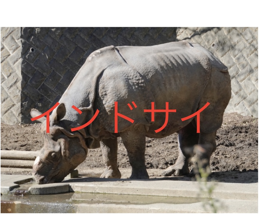 超特価sale開催】 サイ 等身大 パネル リアル 動物 シロサイ 立て 看板 動物園 イベント 飾り