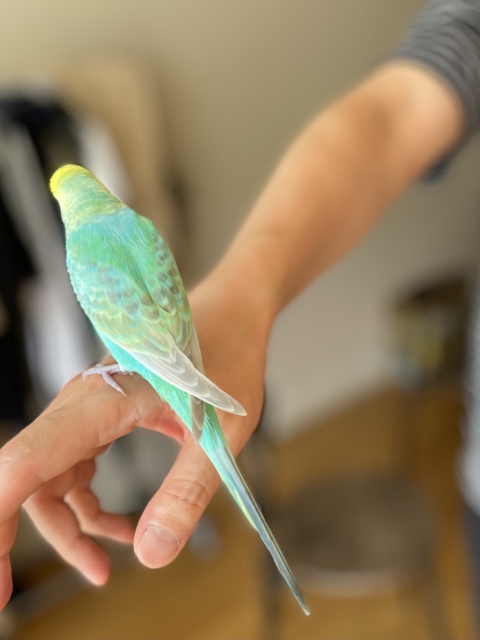 話す鳥(はなすとり) | よみもの