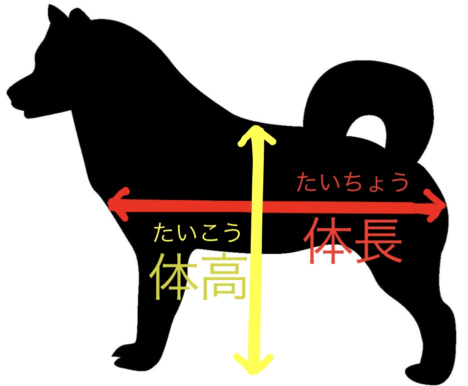 柴犬(しばけん) | よみもの