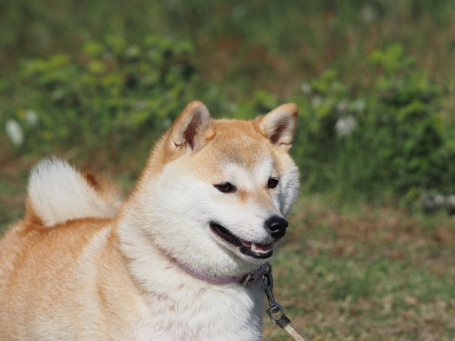柴犬(しばけん) | よみもの