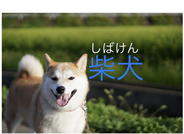 柴犬(しばけん) | よみもの